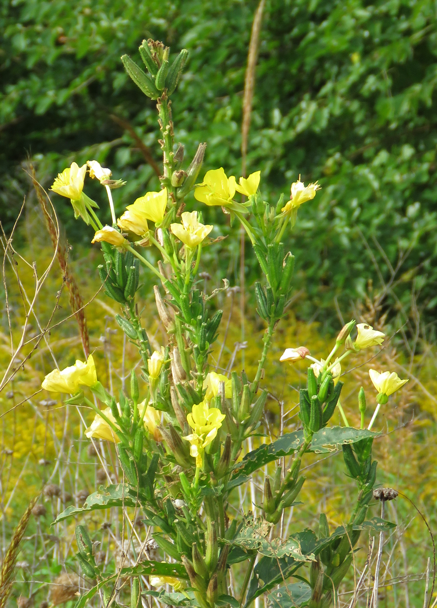 ceveprim16-09-22_0169