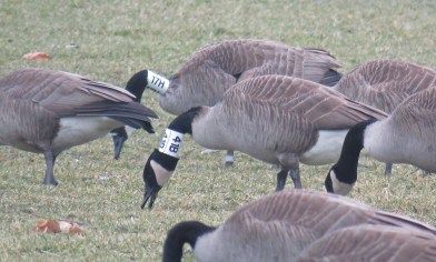 cgooseneck17h-41b-17-01-18_7740