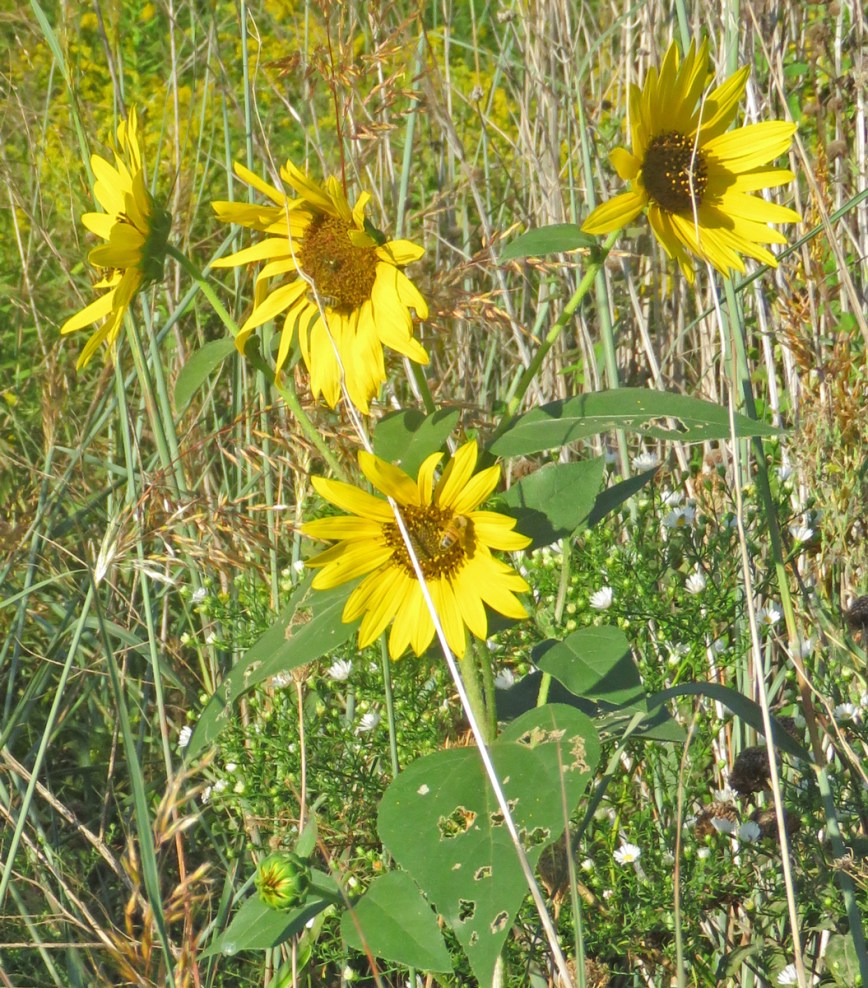 csunflower16-09-13_0206