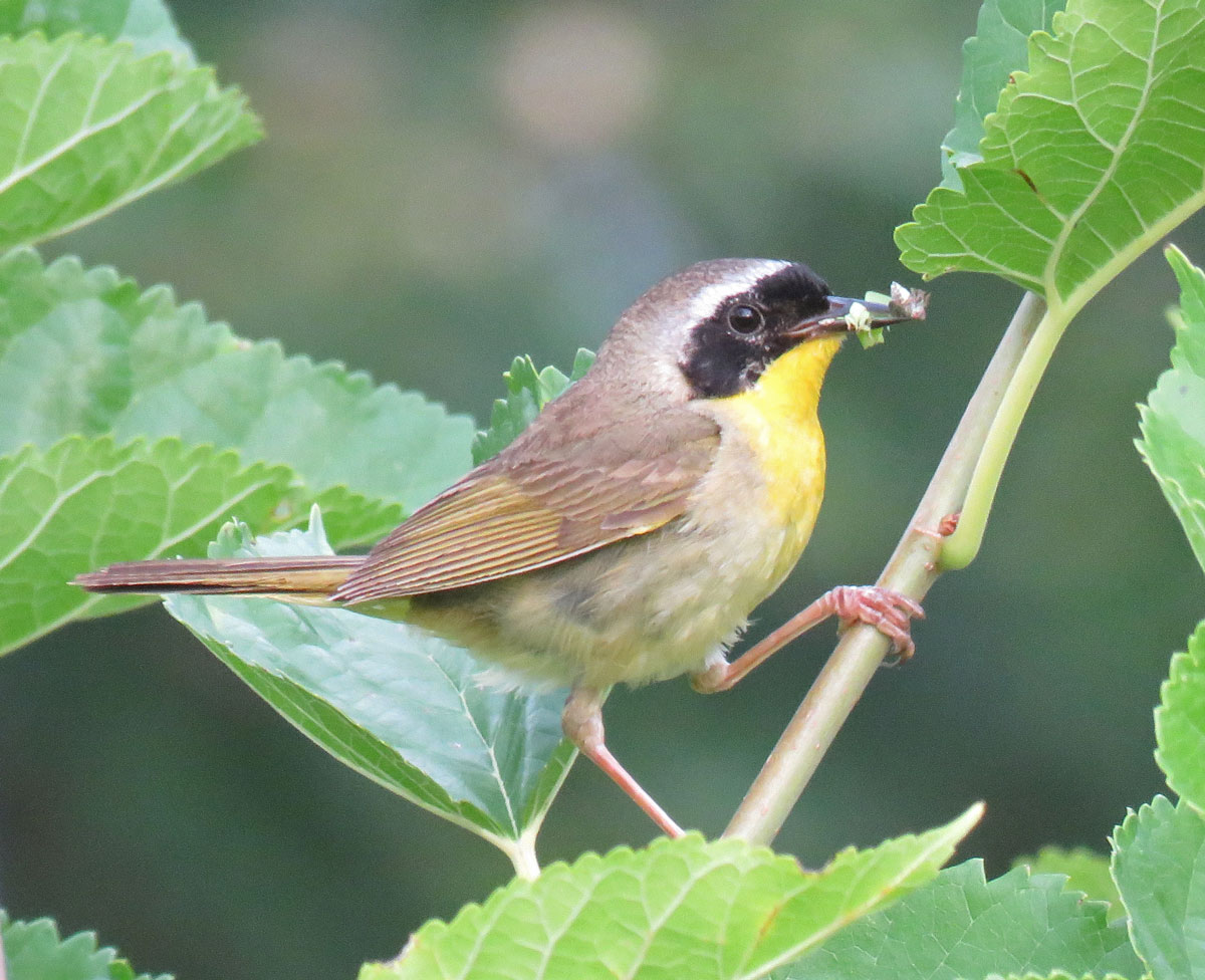 cyellowthrbugs16-07-17_6472