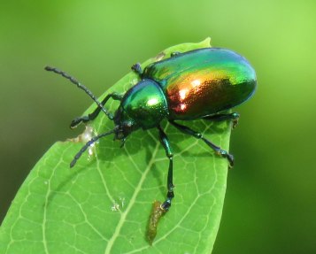 dbbeetle16-07-03_5633