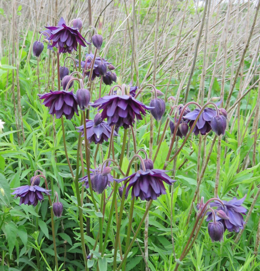 dblflcolumbine16-05-14_3040