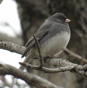 dejunco17-01-24_8073