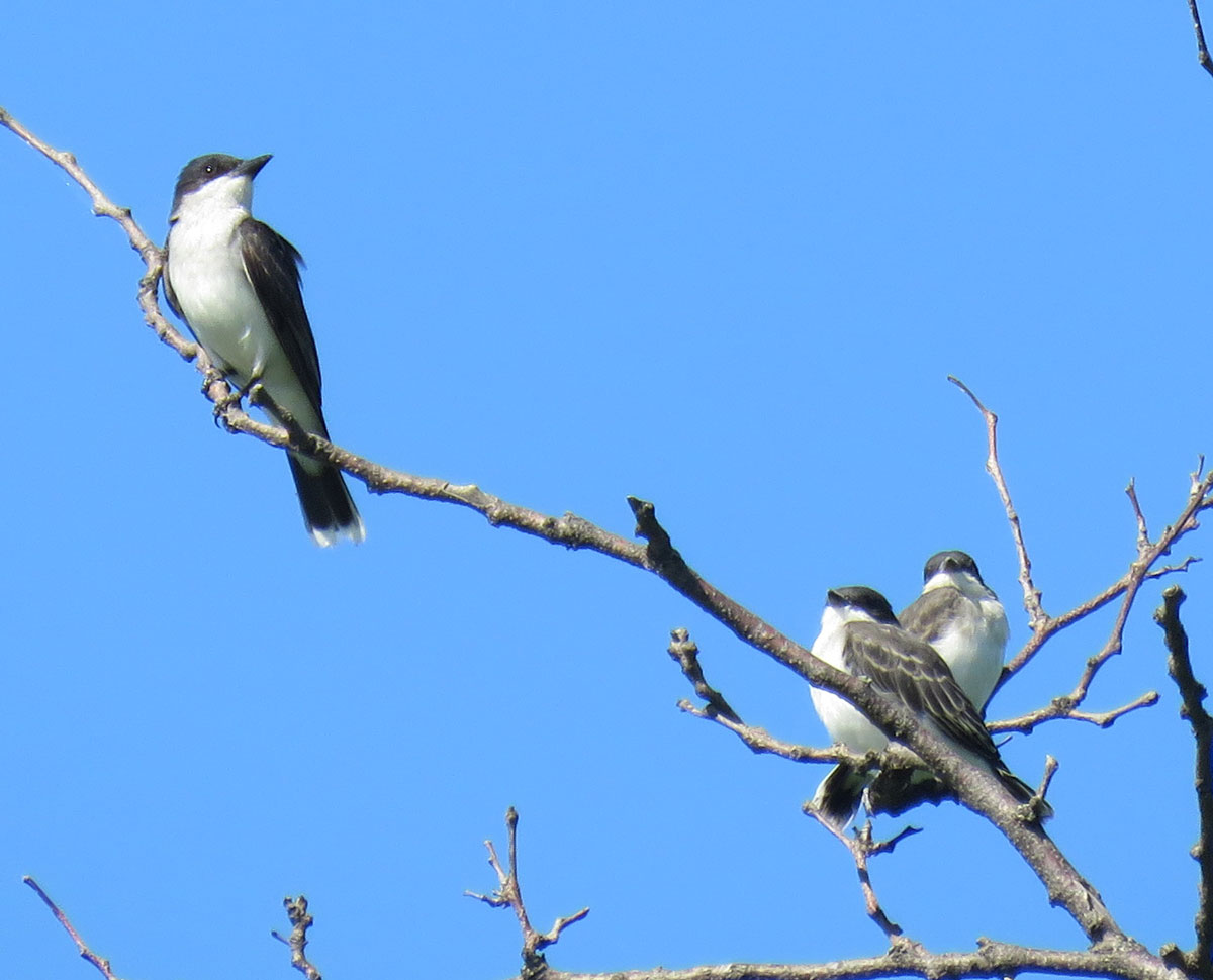 ekingbirdadjuv16-07-09_6095