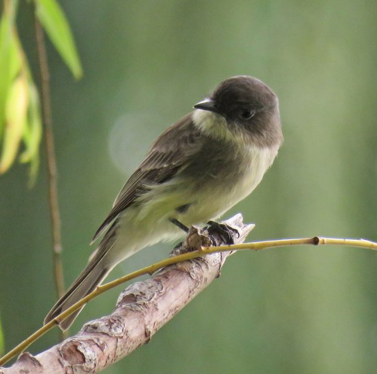 ephoebe16-10-17_1788