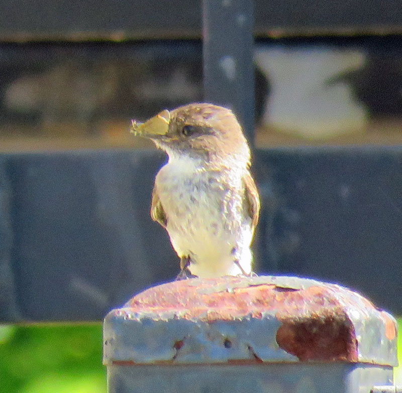 ephoebebutterfly16-05-29_38