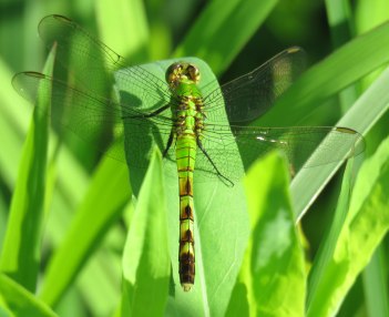 epondhawkfem16-07-09_5921