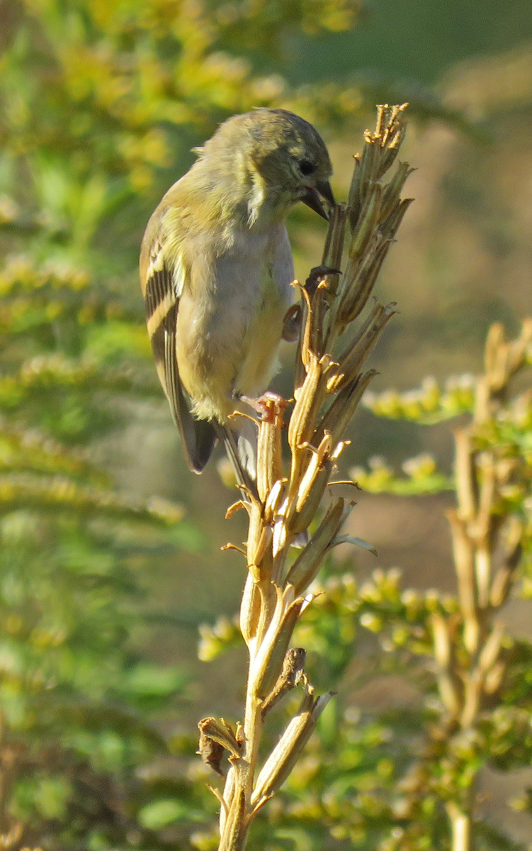 eprimgoldfinch16-10-09_1341