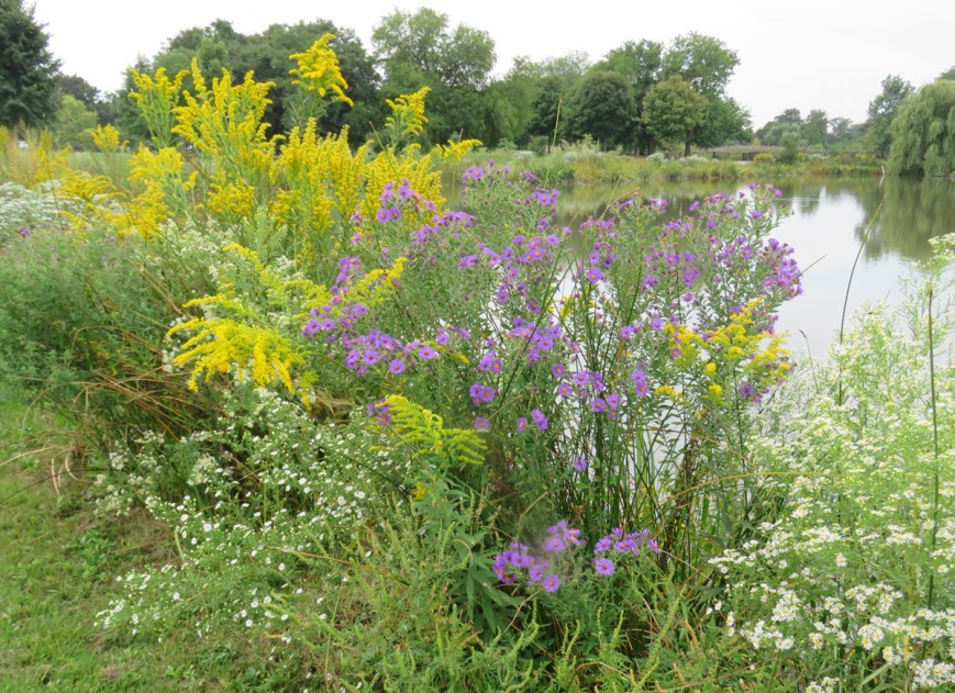 fallflowers16-09-22_0262