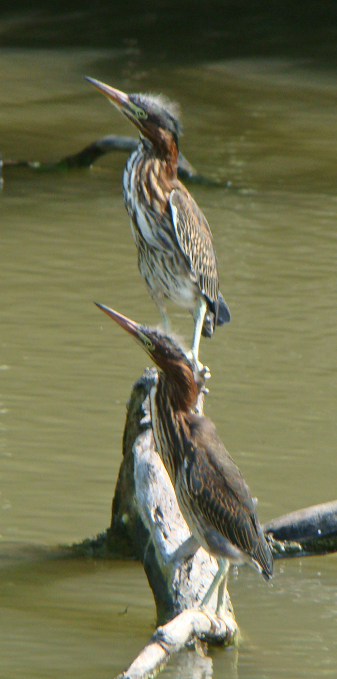 fledggreenheron14-07-22_8361