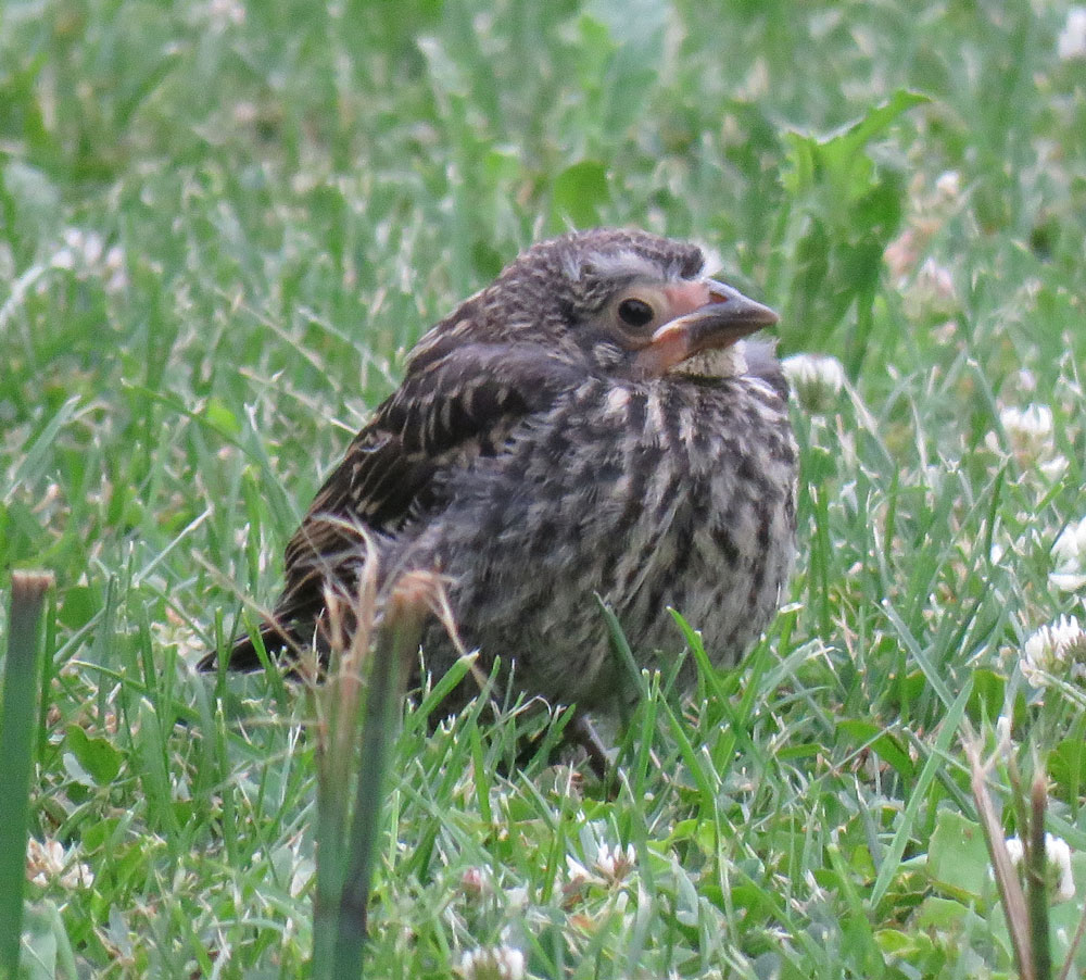 fledgrwblackbird16-06-26_52