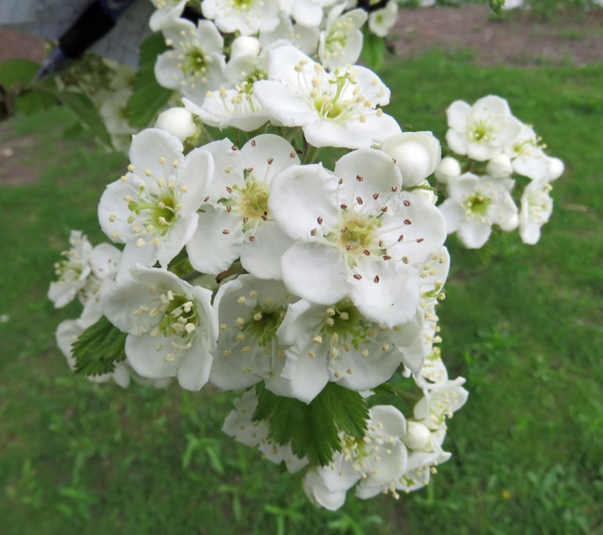 flowercrab16-04-27_2005