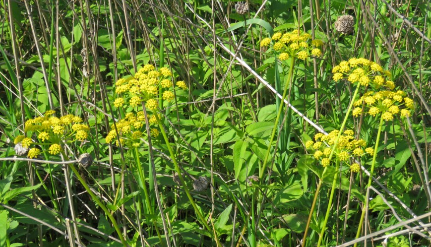 goldenalexanders16-05-22_3338