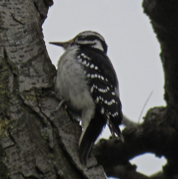 hairywp17-01-24_8030