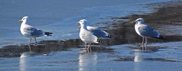 herrgullsice17-02-05_8672