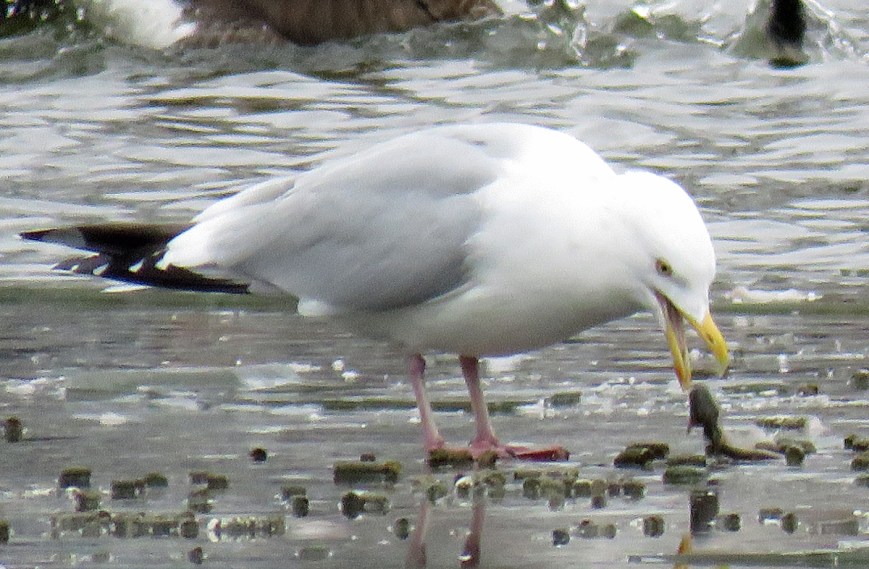 herringgullfish17-01-31_8442