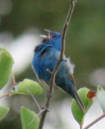 indbunt1stsum16-07-17_6453