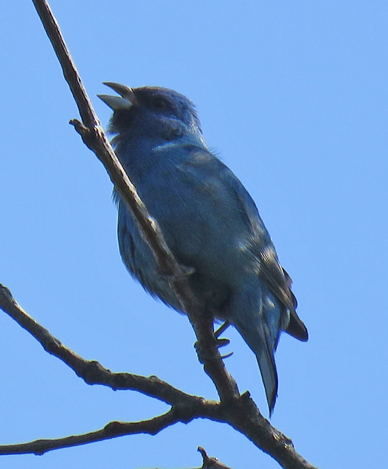 indigobunting16-05-22_3384