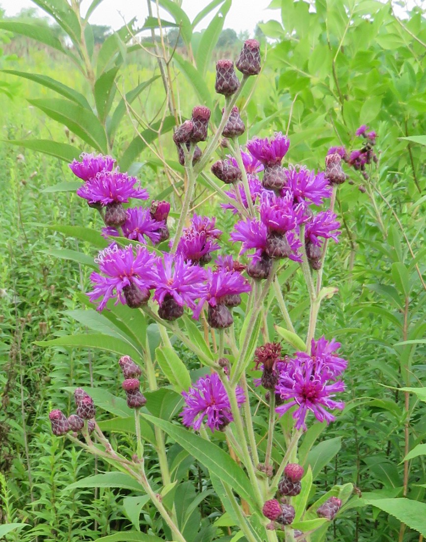 ironweed16-08-17_8575