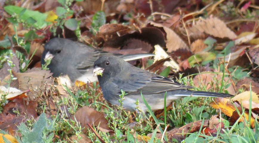 juncos16-11-03_3449