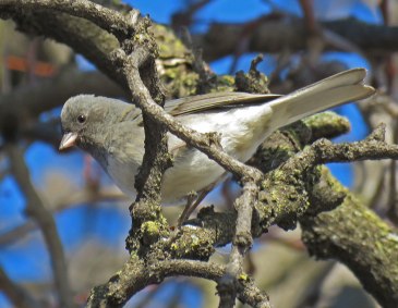 juncotree17-01-08_7341