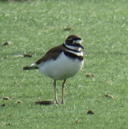 killdeer17-02-26_9403