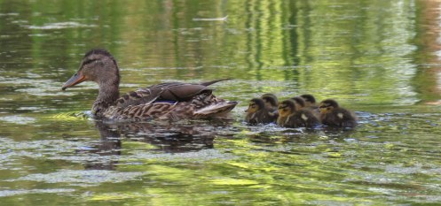 mallardfamily16-07-09_5942