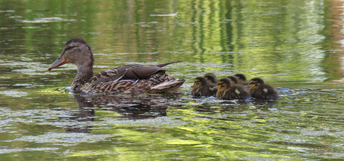 mallardfamily16-07-09_5942
