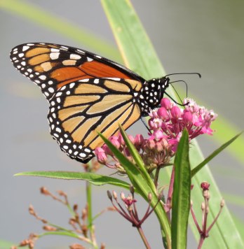 monarchswmilk16-07-31_7910