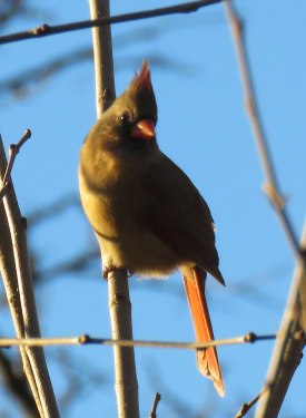 ncardinalf-17-01-08_7276