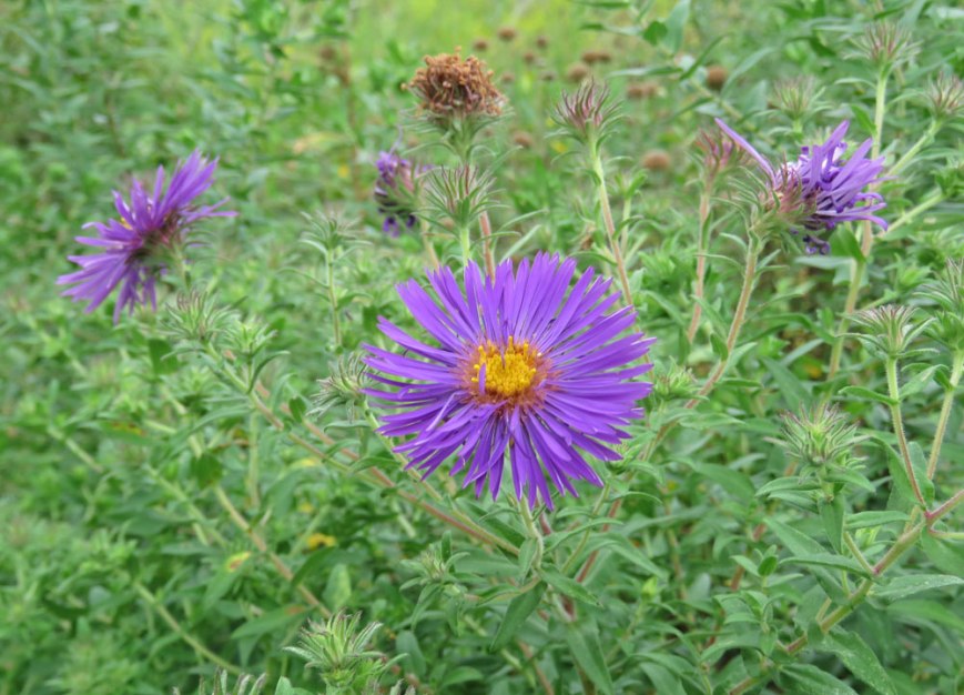 nengaster16-09-07_9813