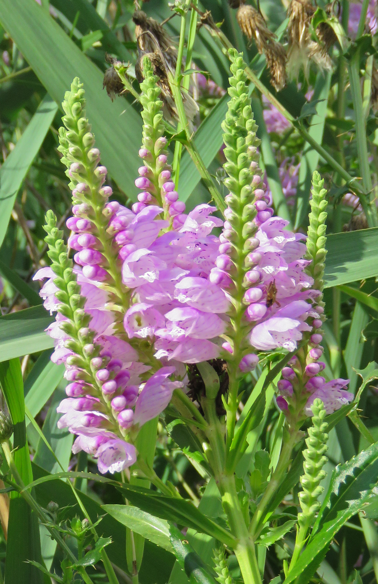 obedientplant-16-07-31_7722