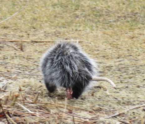 opossumtail17-01-18_7648