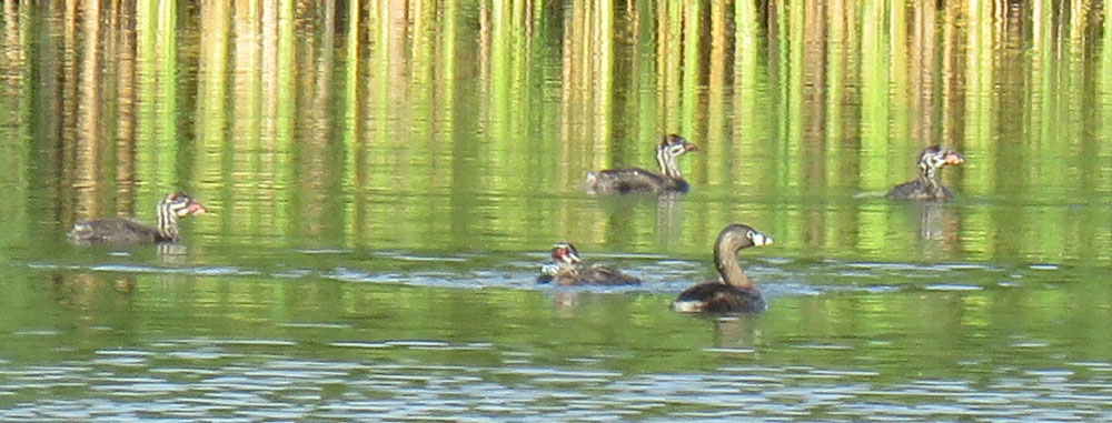 pbgrbefamily16-06-13_4732