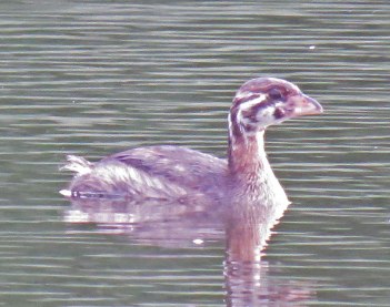 pbgrebejuv16-07-17_6519