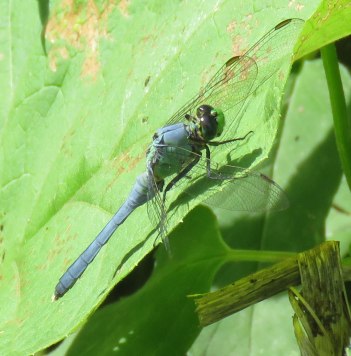 pondhawk02-16-07-03_5741