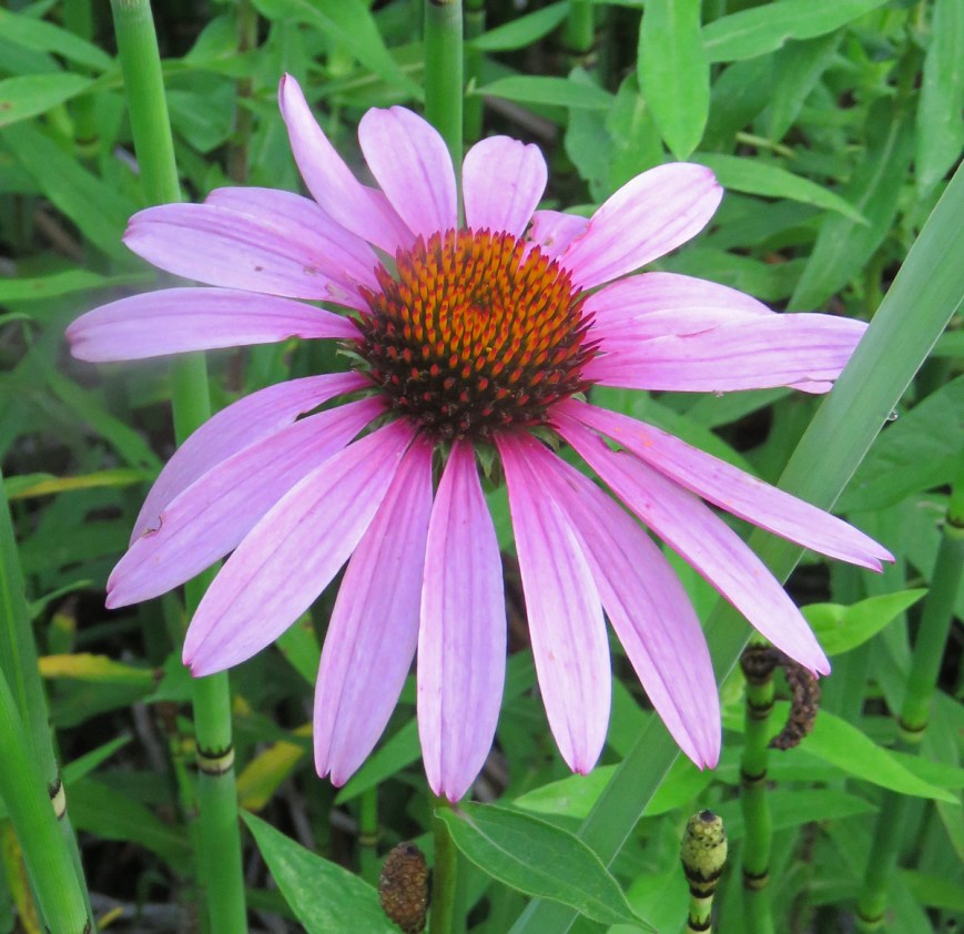 purpleconeflower16-07-23_6839