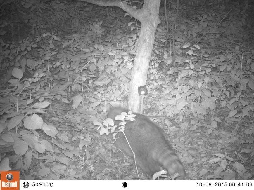 raccoon13225157_10153510330187882_1977111499_o