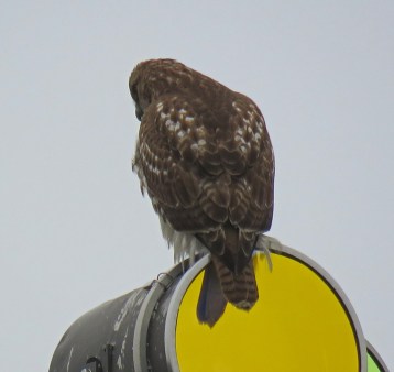 red-tailedhawk17-01-18_7629