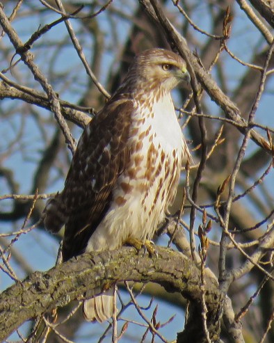 red-tailedhawk17-02-23_9217