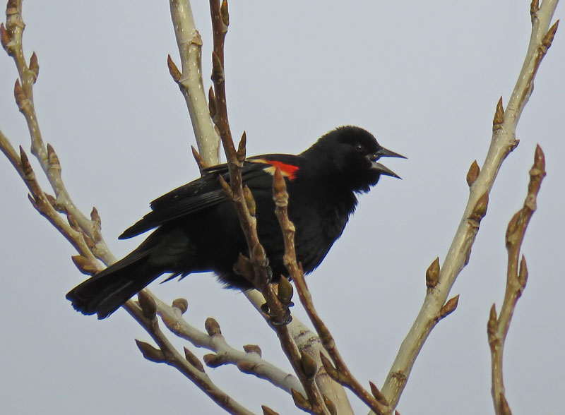 red-wingedbb01-16-02-21