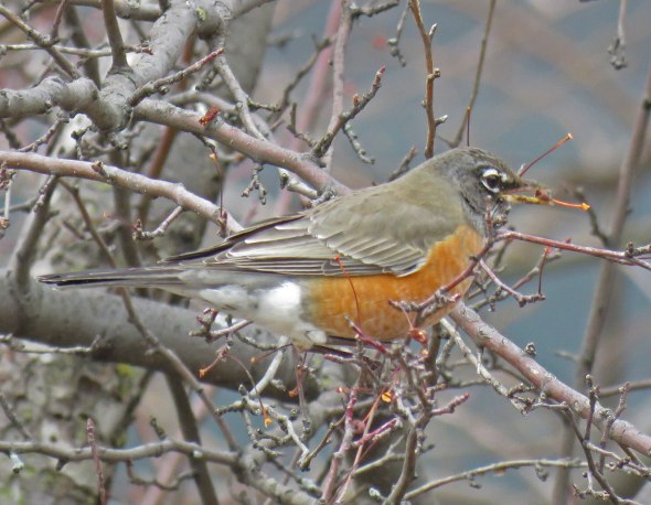 robinfruit16-12-31_7018