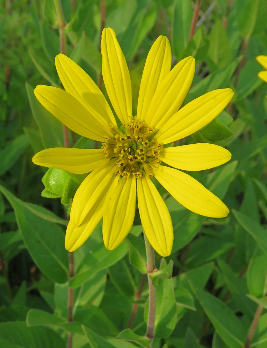 rosinweed16-07-23_6814