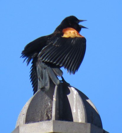 rwbbsing17-02-19_8960