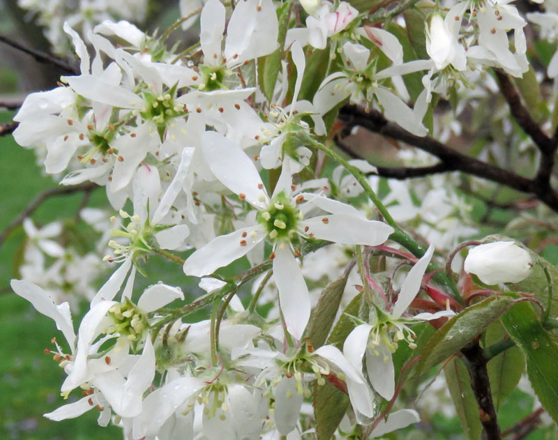 servflowers16-04-21_1398