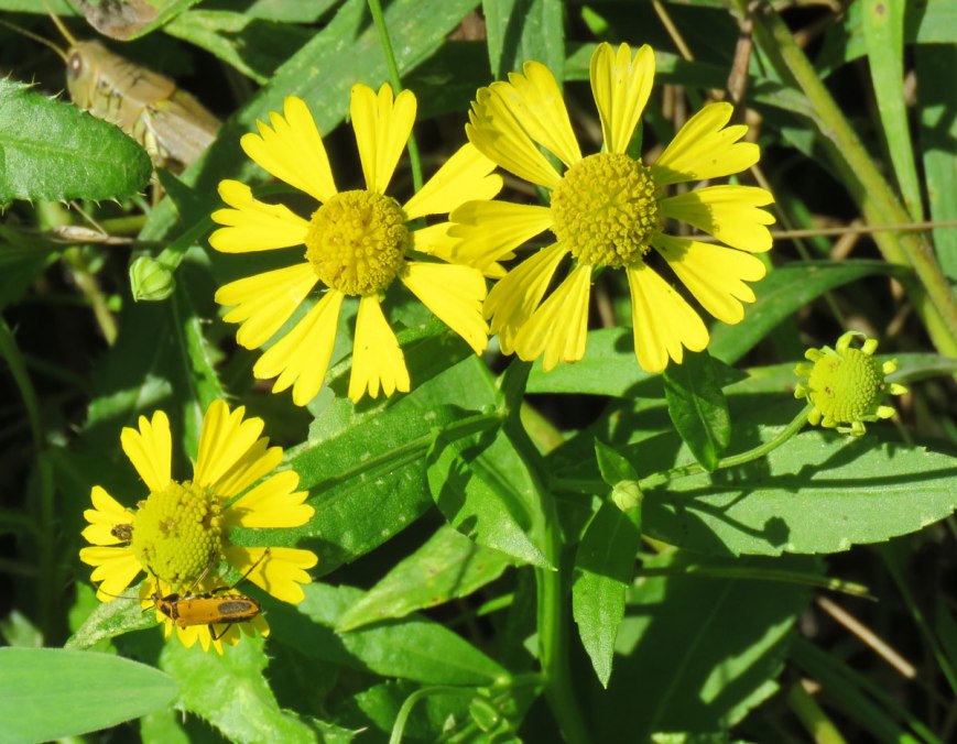 sneezeweed16-08-23_9032