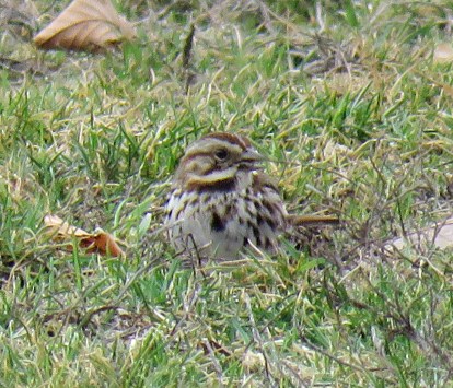 songsparrowsoccer17-02-23_9294