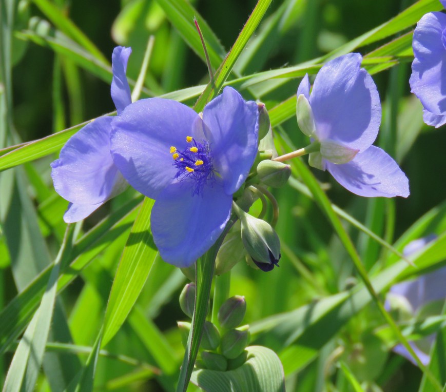 spiderwort16-05-29_3833