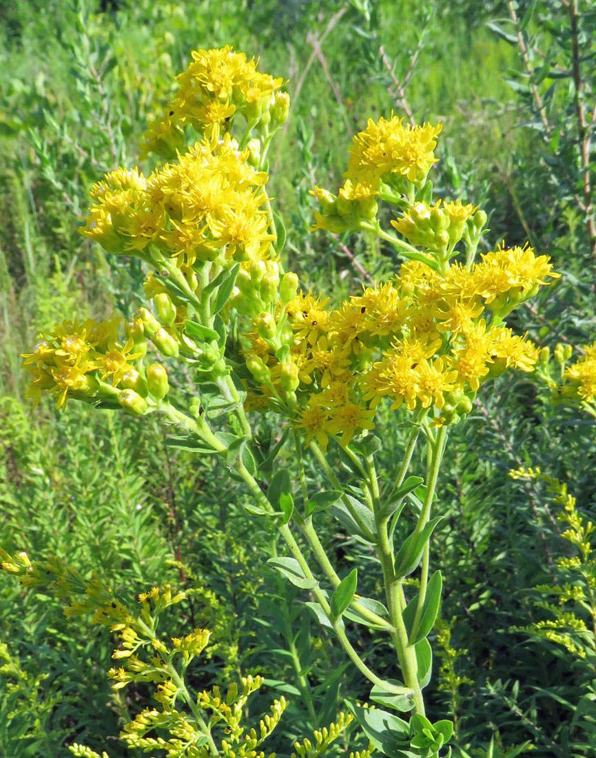stiffgoldenrod16-08-29_9438