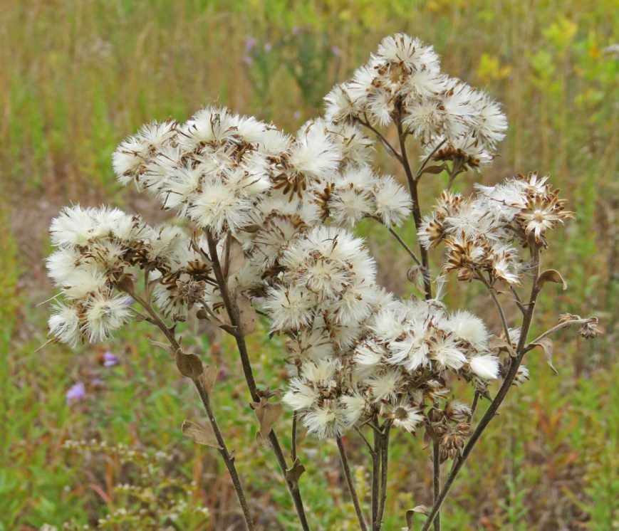 stiffgoldenseeds16-10-17_1889